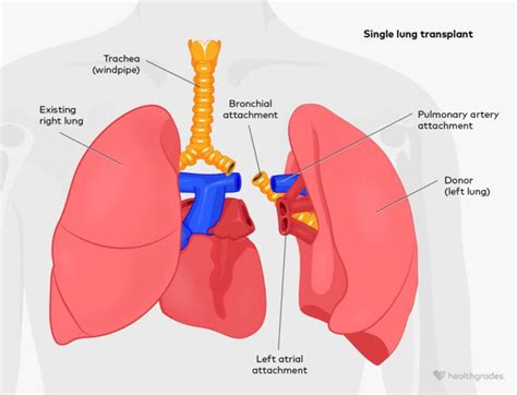 Lung Center Contacts and Locations .